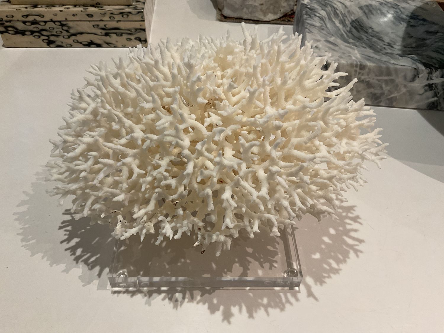 Birdsnest Coral 12-15 Inch On Acrylic Base