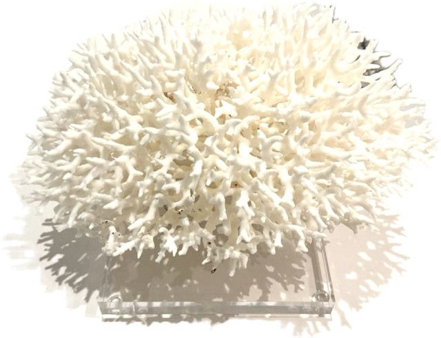 Birdsnest Coral 12-15 Inch On Acrylic Base