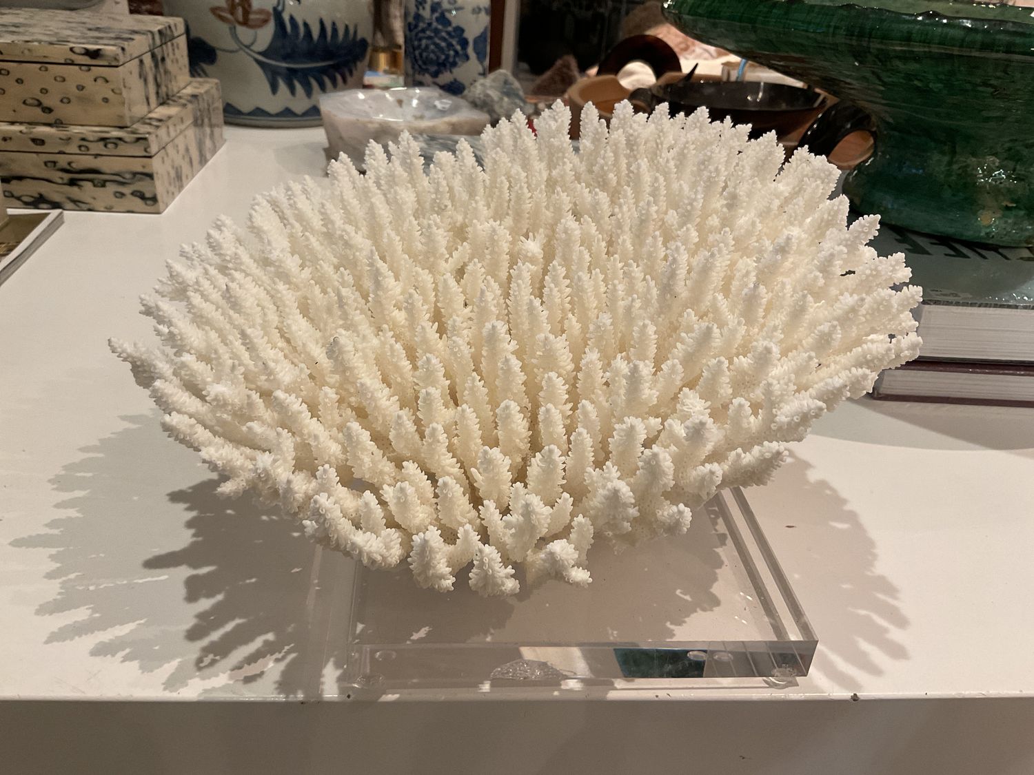 Table Coral 12-15 Inch On Acrylic Base