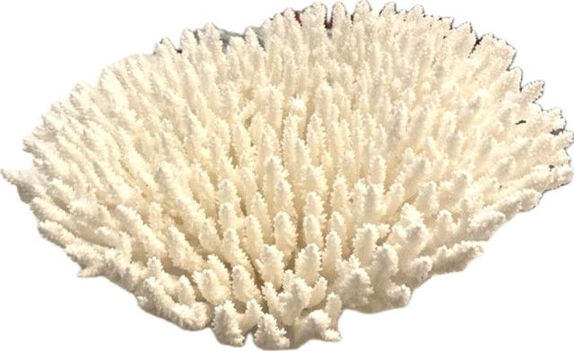 Table Coral 12-15 Inch On Acrylic Base
