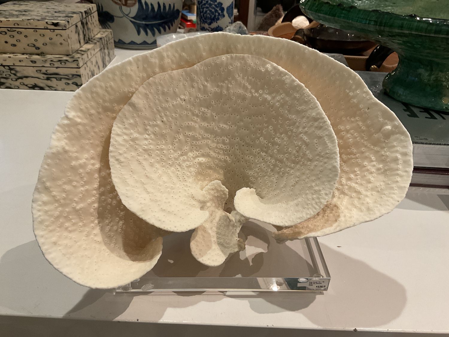 Cup Coral 12-15 Inch On Acrylic Base