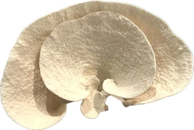 Cup Coral 12-15 Inch On Acrylic Base