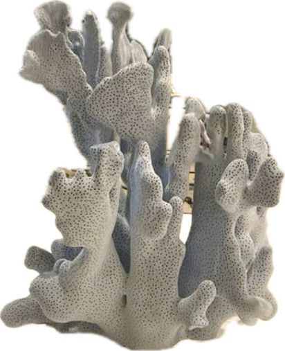 Blue Coral 7-10 Inch On Acrylic Base