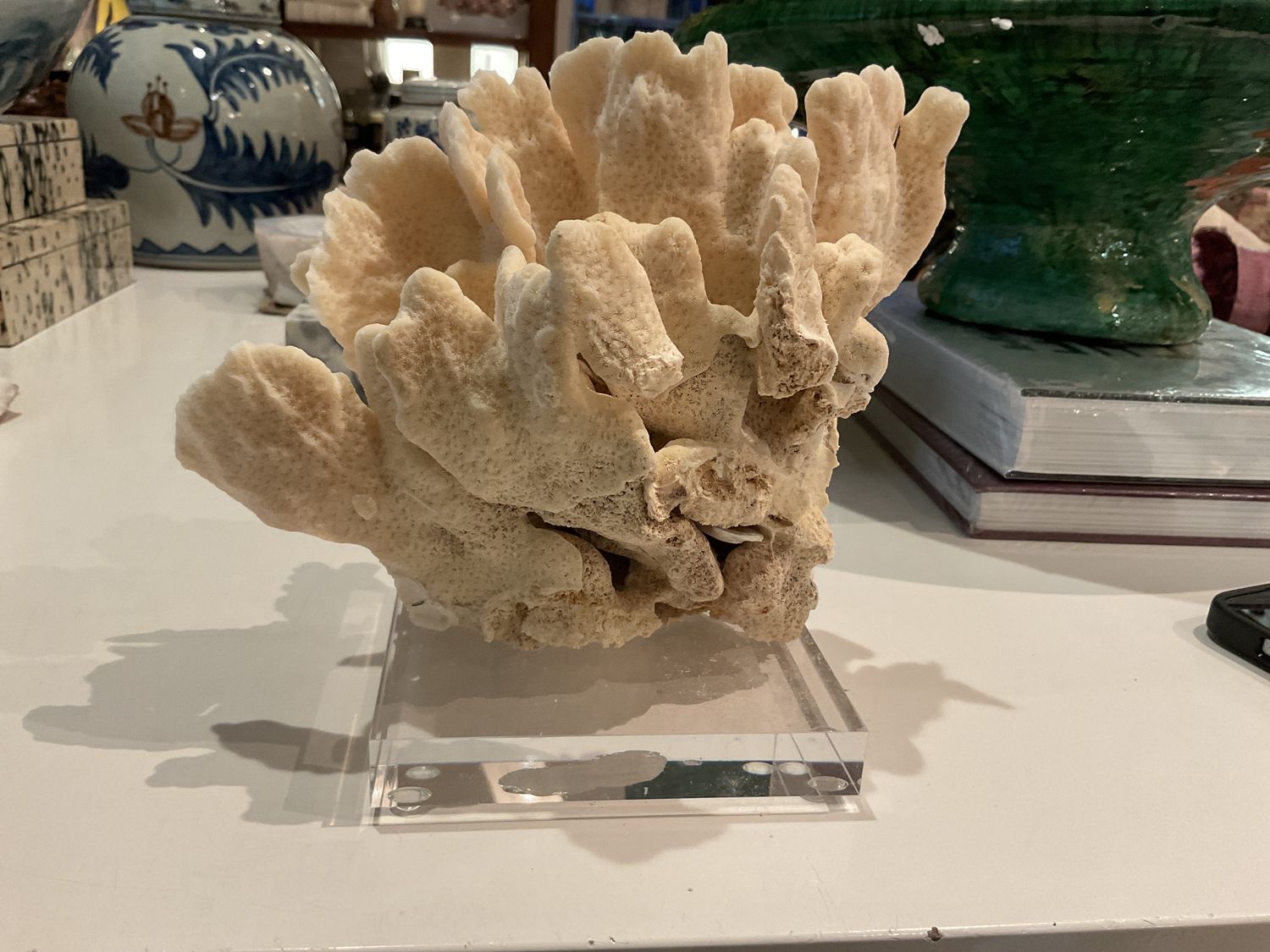 Cactus Coral 7-10 Inch On Acrylic Base