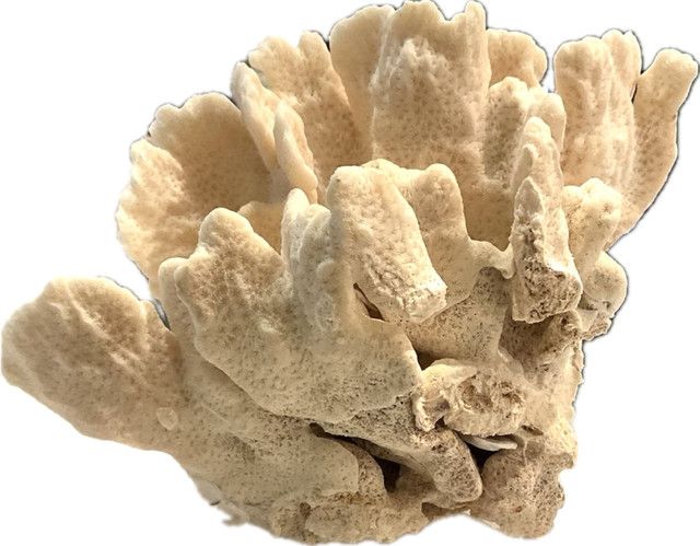 Cactus Coral 7-10 Inch On Acrylic Base