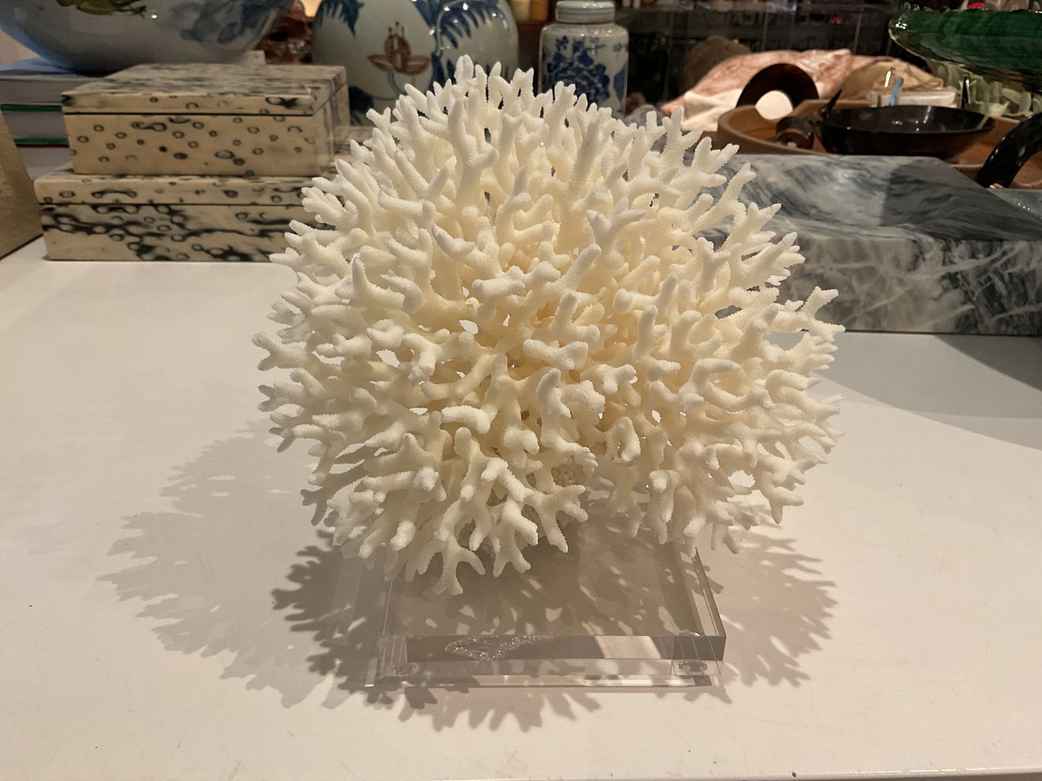 Birdsnest Coral 10-12 Inch On Acrylic Base