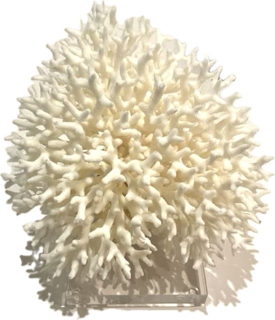 Birdsnest Coral 10-12 Inch On Acrylic Base