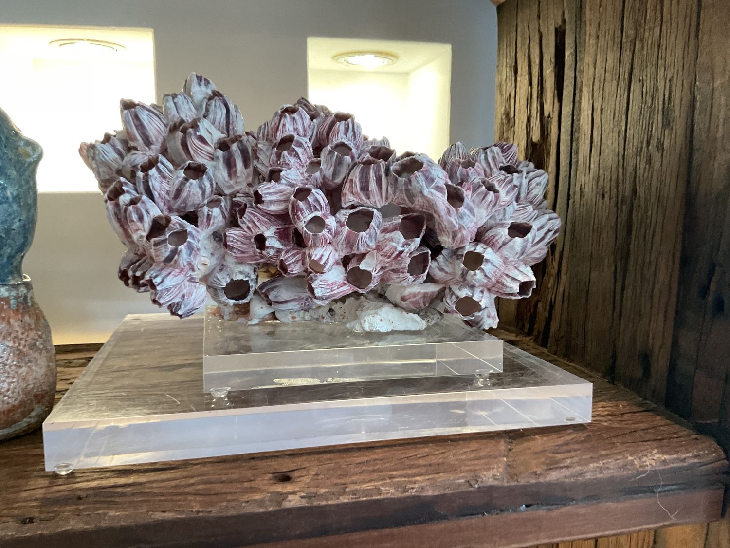 Barnacle Coral 12-15 Inch On Acrylic Base