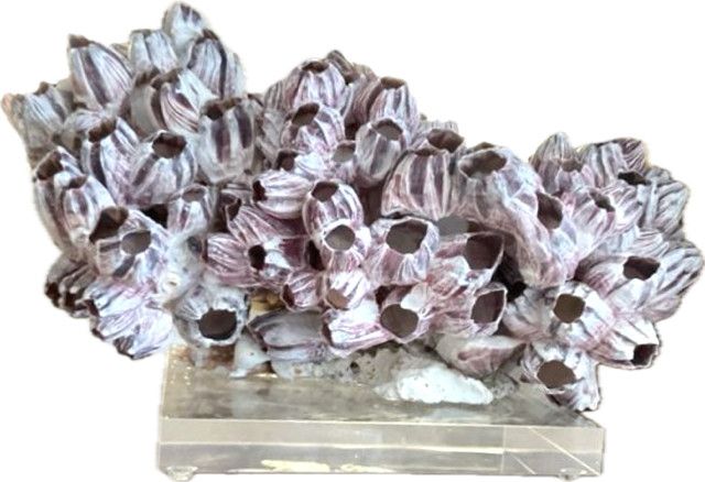 SOLD Barnacle Coral 12-15 Inch On Acrylic Base