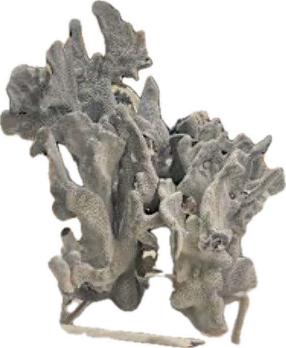 Blue Coral 10-12 Inch On Acrylic Base