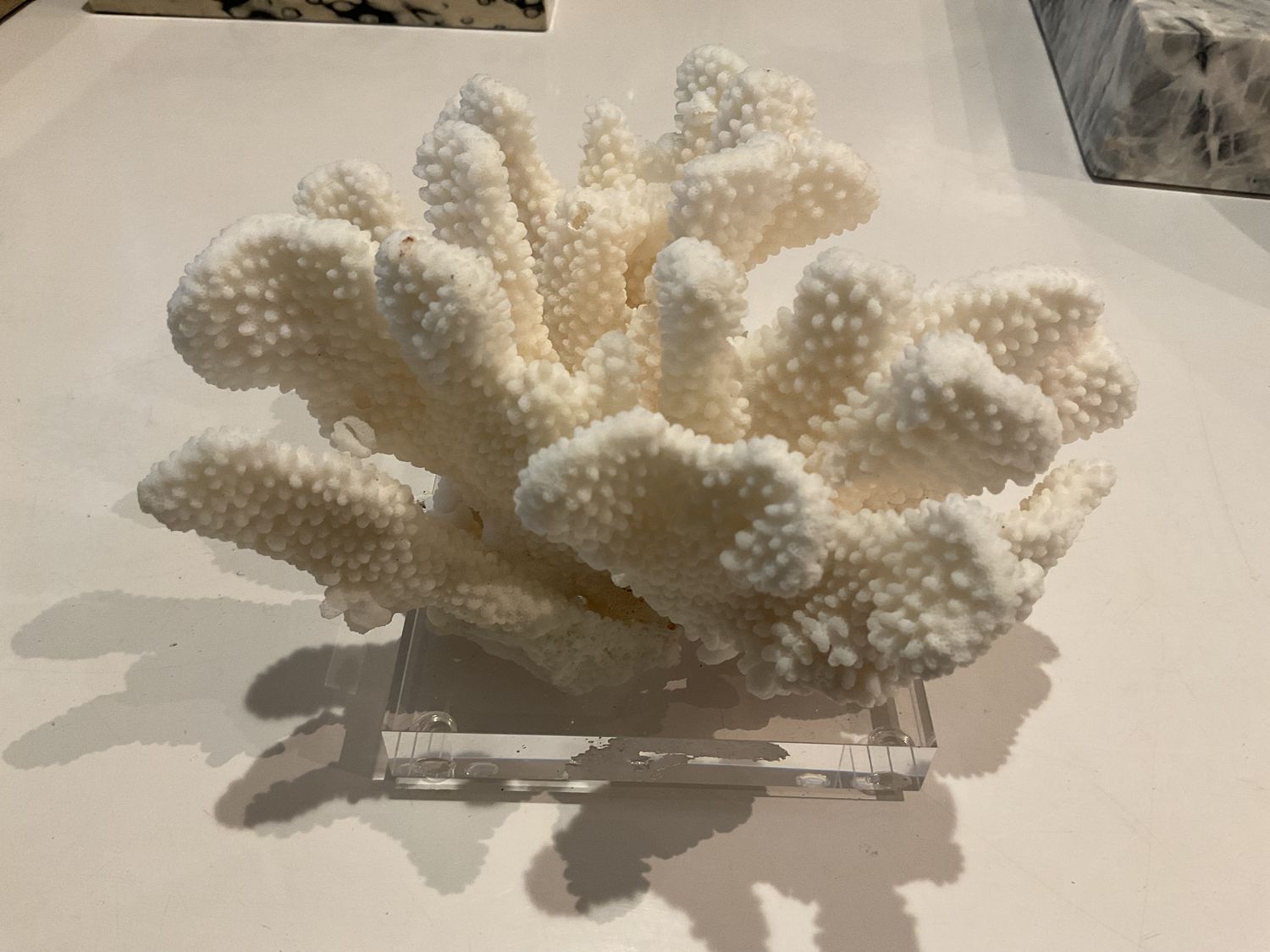 Cauliflower Coral 7-10 Inch On Acrylic Base