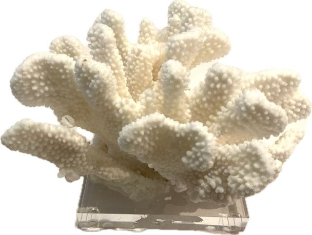 Cauliflower Coral 7-10 Inch On Acrylic Base