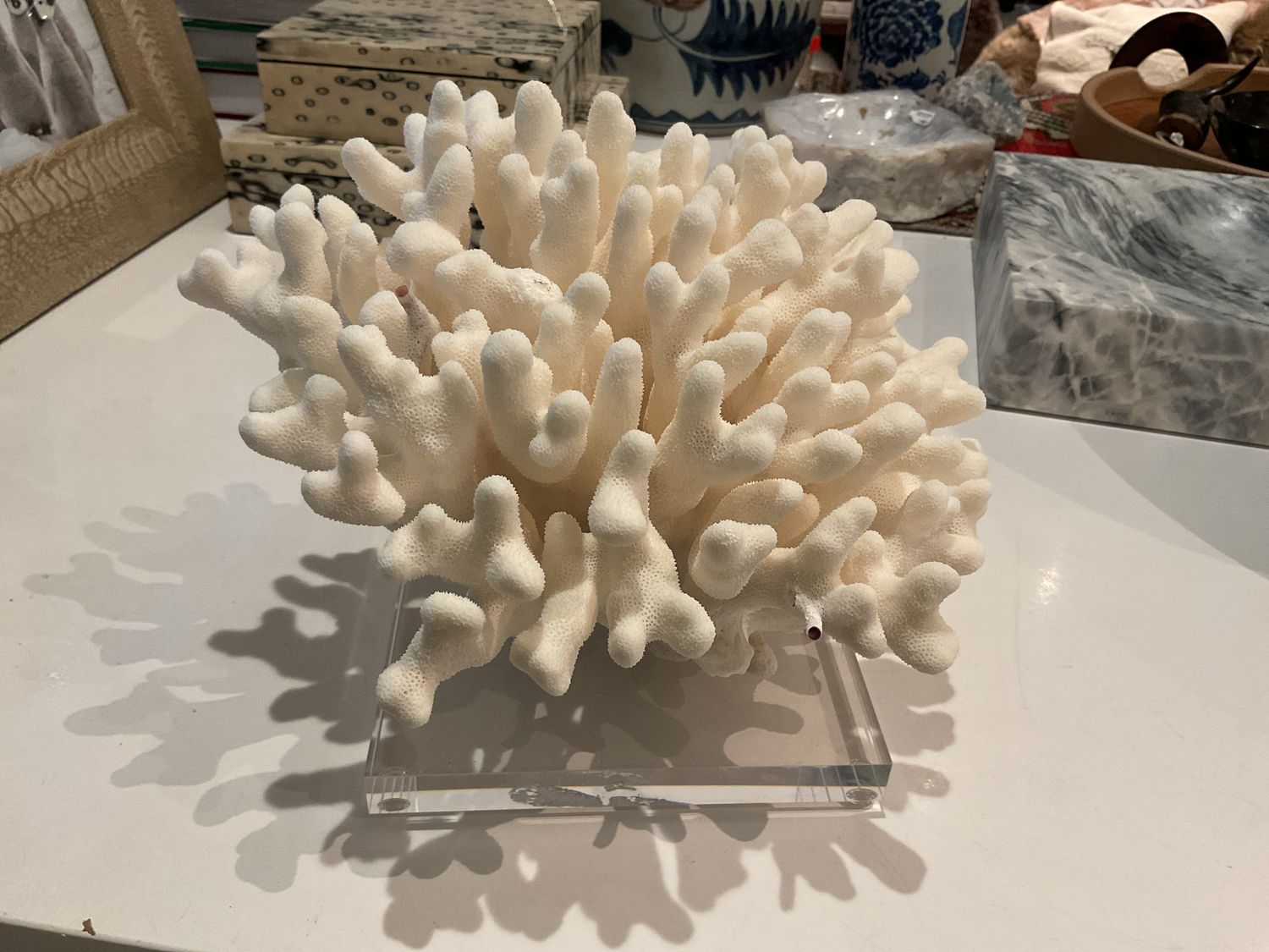 Elkhorn Coral Pacific 12-15 Inch On Acrylic Base