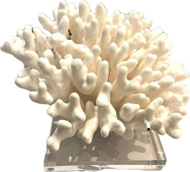 Elkhorn Coral Pacific 12-15 Inch On Acrylic Base