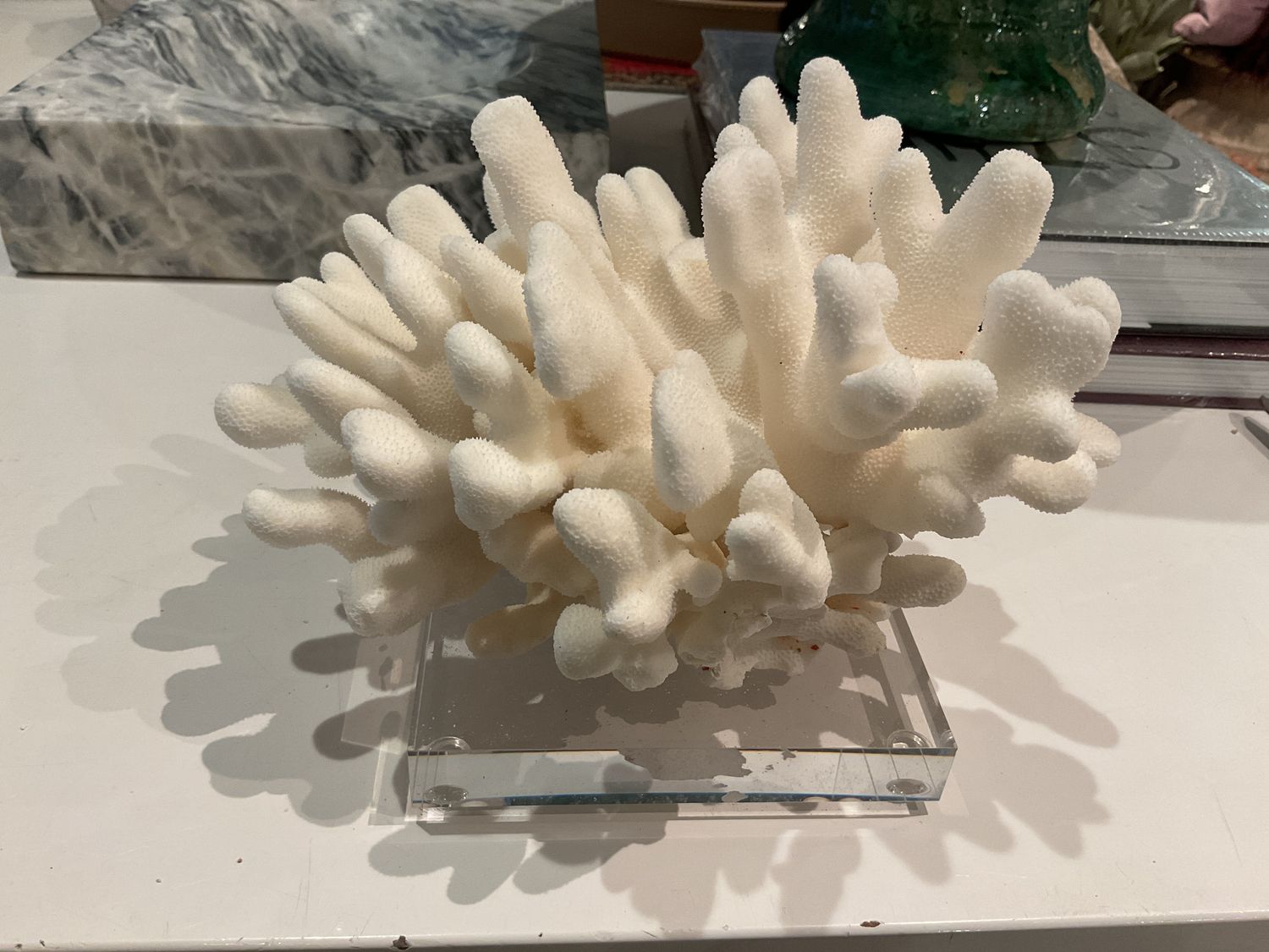 Elkhorn Coral Pacific 7-10 Inch On Acrylic Base