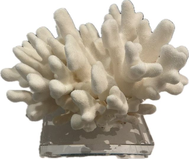 Elkhorn Coral Pacific 7-10 Inch On Acrylic Base