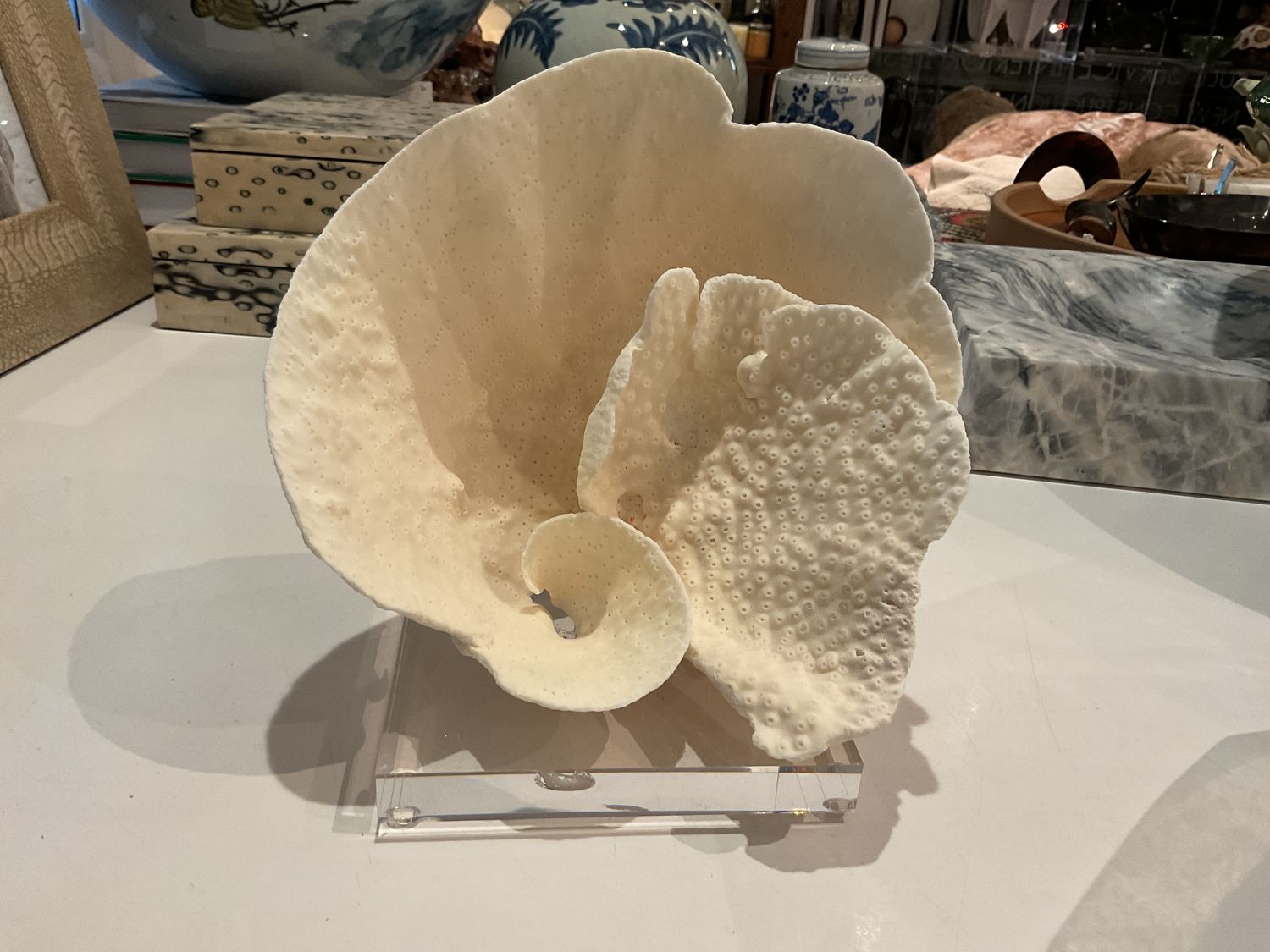 Cup Coral 10-12 Inch On Acrylic Base