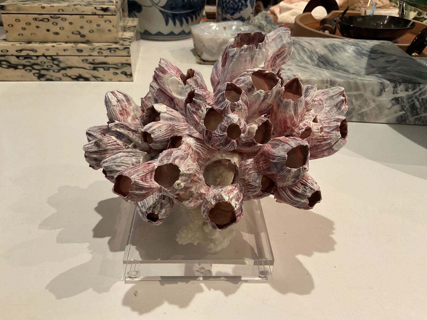 Barnacle Coral 8-10 Inch On Acrylic Base