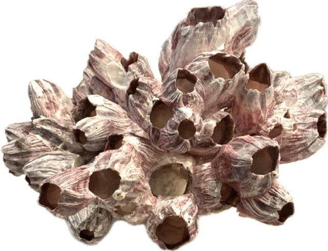 Barnacle Coral 8-10 Inch On Acrylic Base