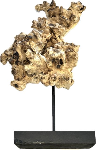 Root Sculpture On Stand Gliricidia Sepium Wood 19"H
