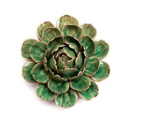 Coral 6 Flower