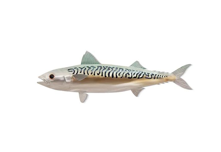 Atlantic Mackerel