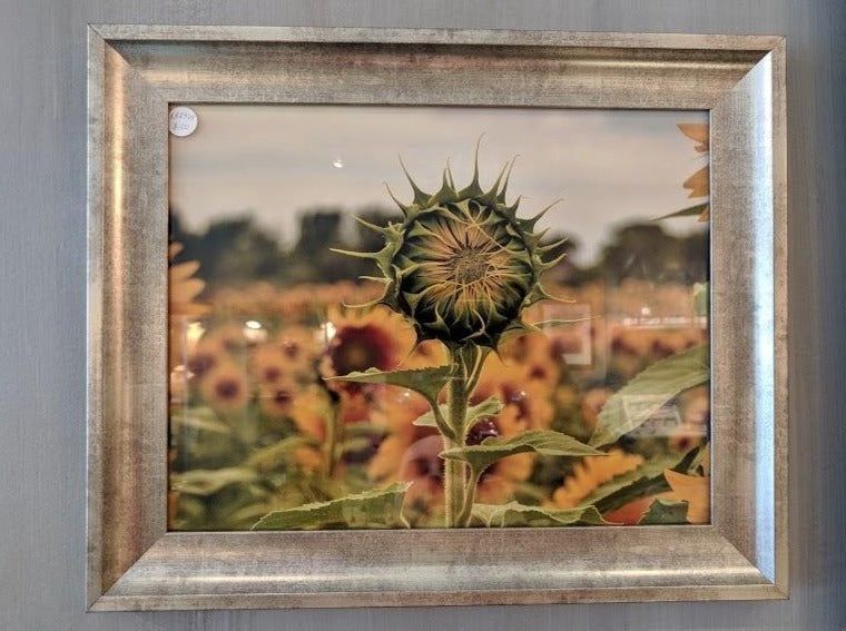 Photo Local Photographer Sunflower Prebloom