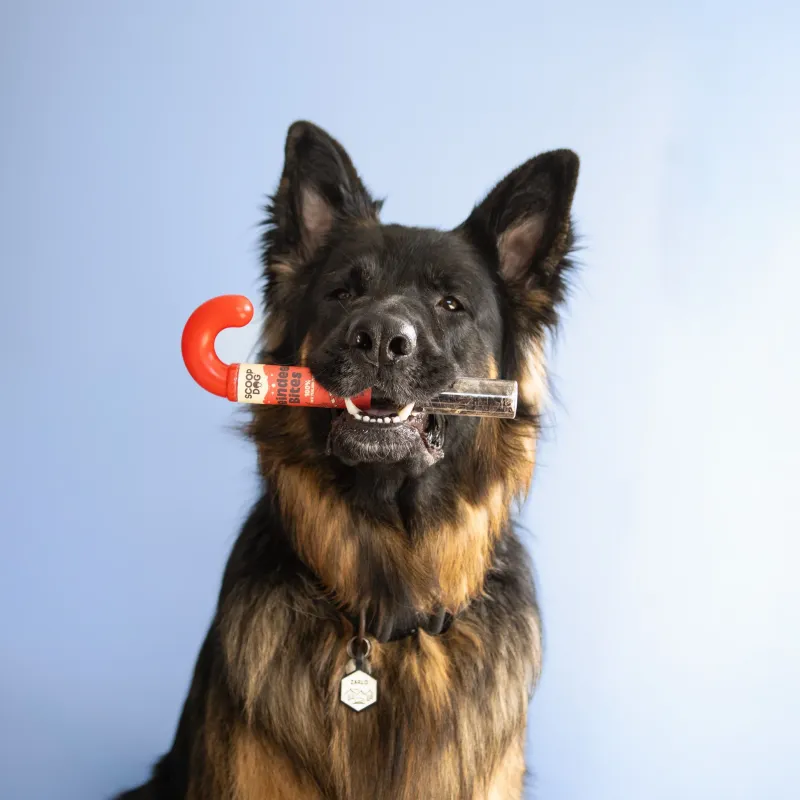 Scoop Dog - Reindeer Bites Candy Cane