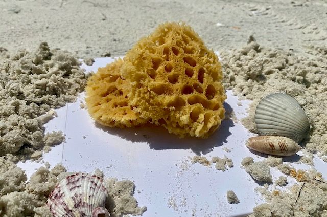 Natural + Sustainable Facial Sea Sponge