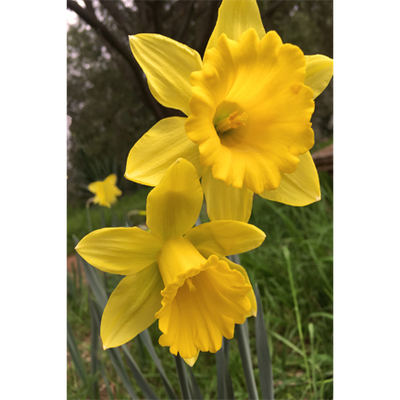 Daffoldil