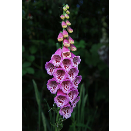 Foxglove