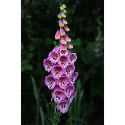 Foxglove