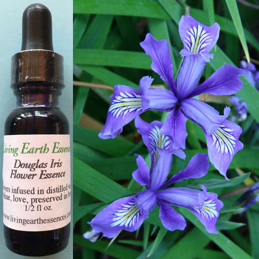 Douglas Iris