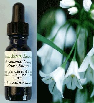 Ornamental Onion
