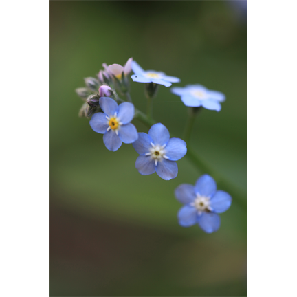 Forget Me Not