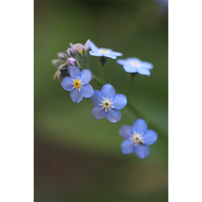 Forget Me Not