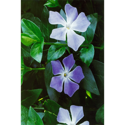 Vinca