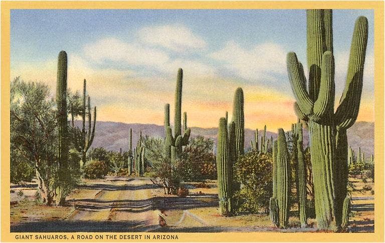 Postcard AZ-215 Giant Saguaros