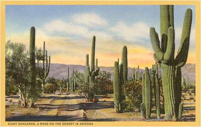 Postcard AZ-215 Giant Saguaros