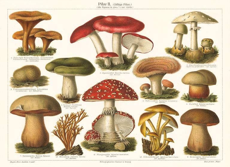 Postcard PL-12 Varieties of Mushroom