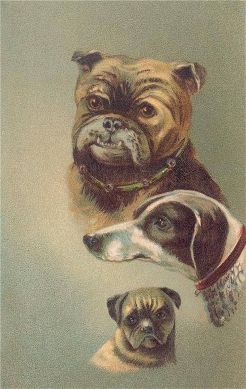 Postcard DG-241 Three Dog Heads