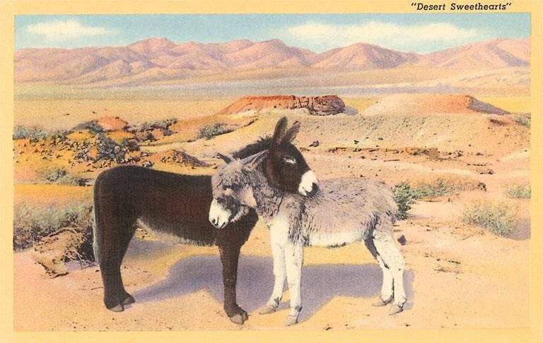 Postcard SW-24 Desert Sweethearts, Nuzzling Burros