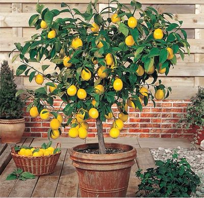 Real healthy lemon tree