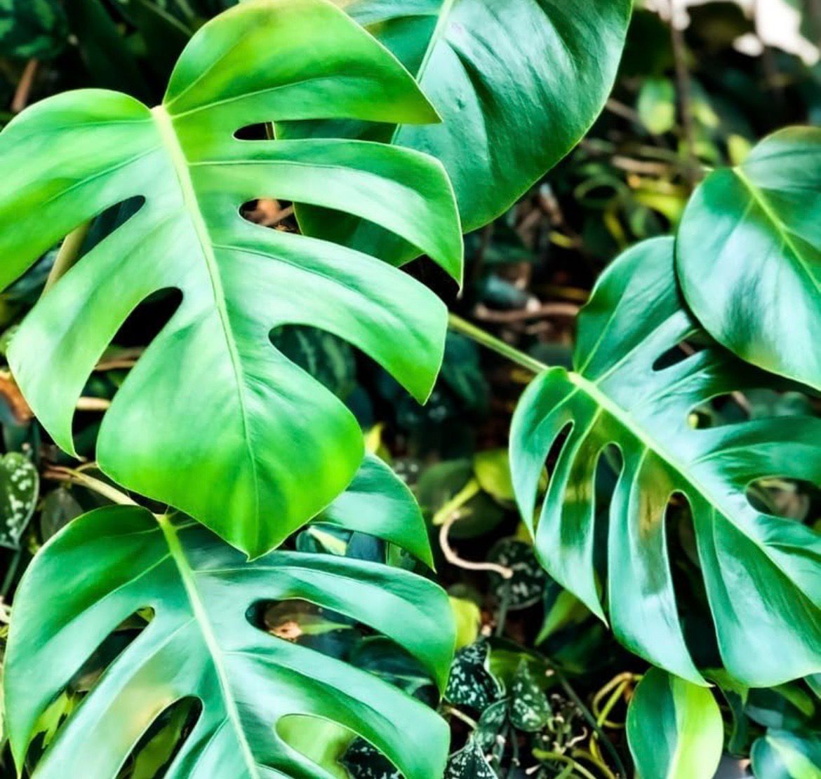 Monstera Plant.  Giant And Have Baby Plants