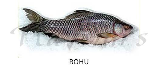 रोहू