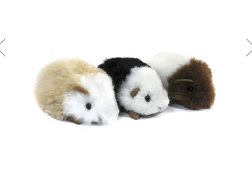 Alpaca Fur Guinea Pig