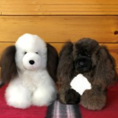 Alpaca Puppy