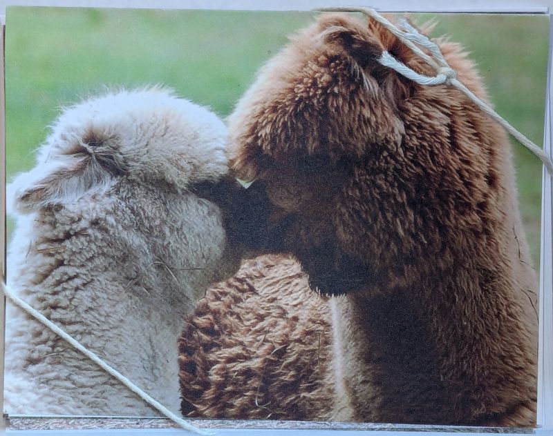 Note Cards