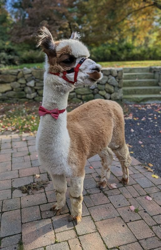 A Pack of Alpacas Book