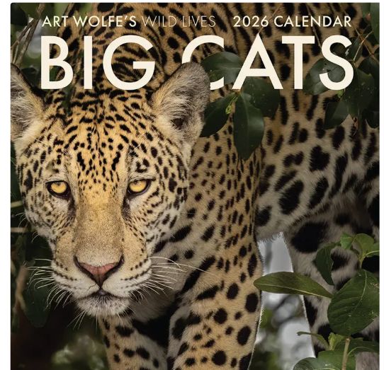 2026 Big Cats Wall Calendar